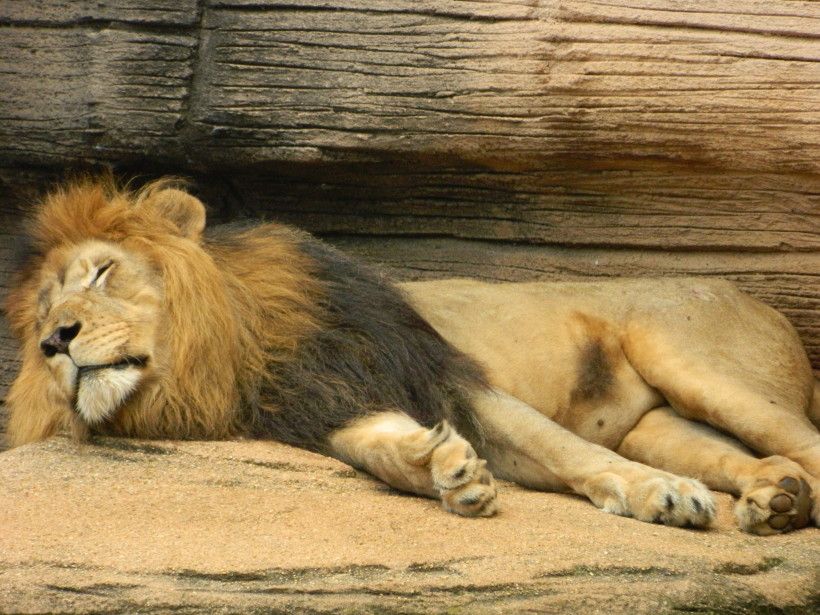 Sleeping_male_lion_at_Riverbanks_Zoo EMPOWERING HEALTH